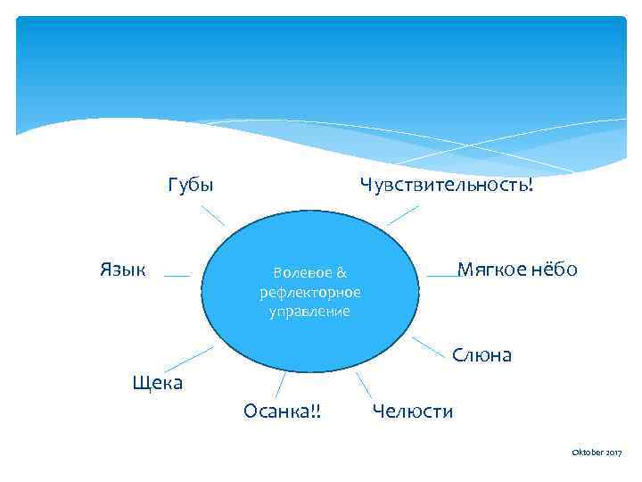 Губы Язык Чувствительность! Мягкое нёбо Волевое & рефлекторное управление Слюна Щека Осанка!! Челюсти Oktober