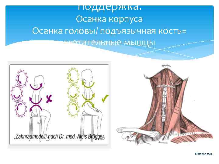 Поддержка: Осанка корпуса Осанка головы/ подъязычная кость= глотательные мышцы Oktober 2017 