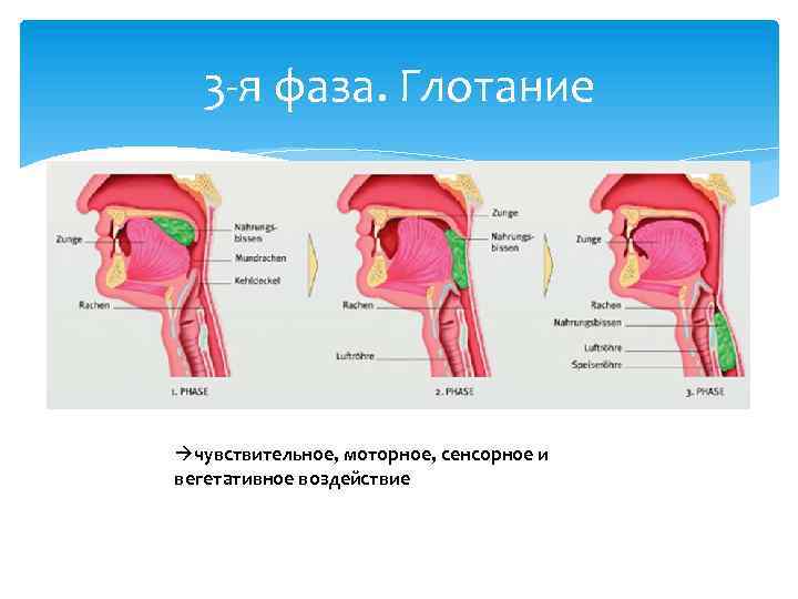 3 -я фаза. Глотание чувствительное, моторное, сенсорное и вегетативное воздействие 