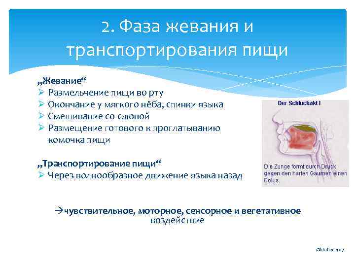 2. Фаза жевания и транспортирования пищи „Жевание“ Ø Размельчение пищи во рту Ø Окончание