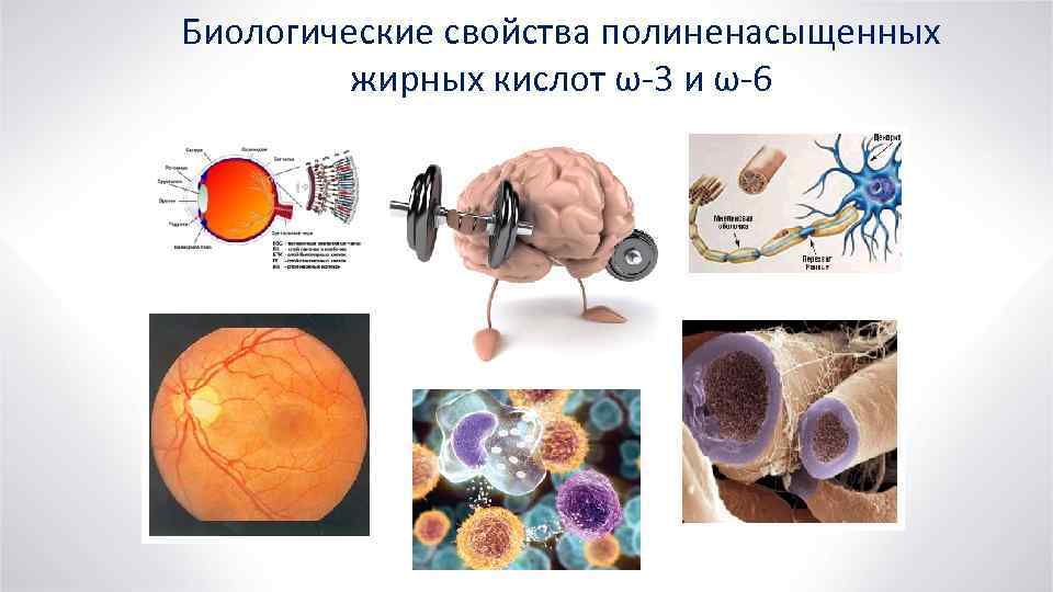 Биологические свойства человека