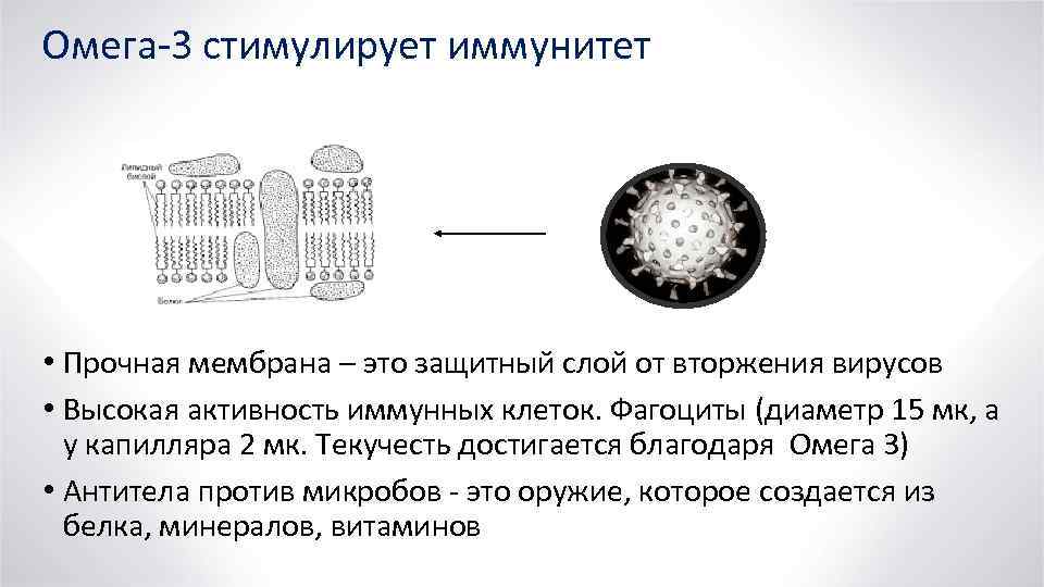 Омега-3 стимулирует иммунитет • Прочная мембрана – это защитный слой от вторжения вирусов •