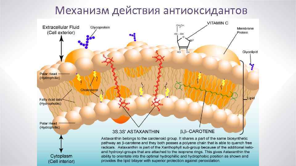 Механизм действия антиоксидантов 