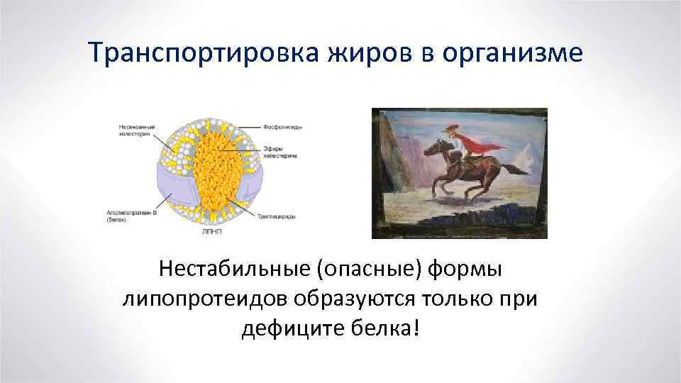 Транспортировка жиров в организме Нестабильные (опасные) формы липопротеидов образуются только при дефиците белка! 