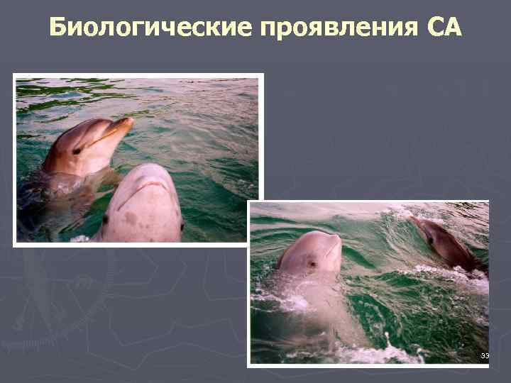 Биологические проявления СА 33 