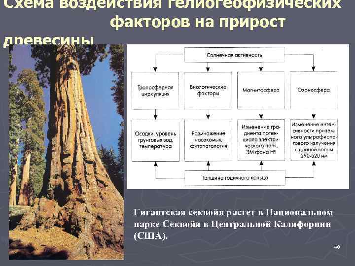 Как вы думаете почему годовой прирост древесины. Прирост дерева. Годовой прирост древесины. Прирост древесины в год. Ежегодный прирост древесины называется.