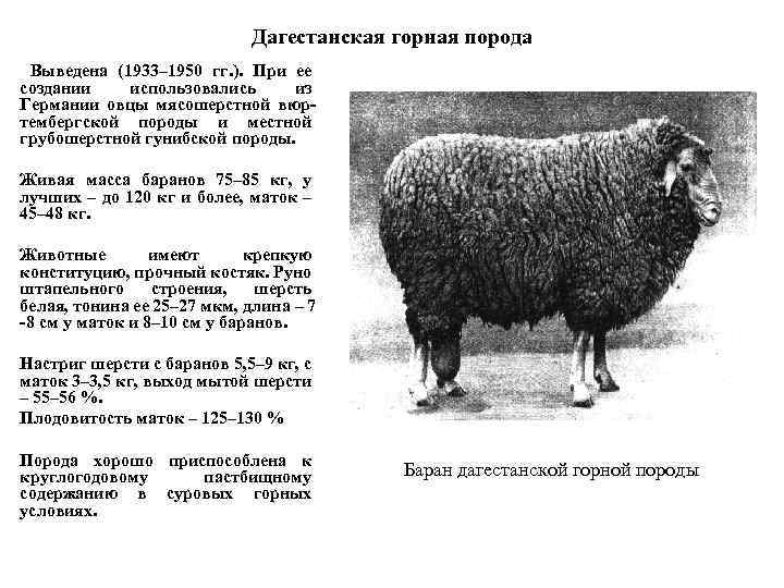 Какой вес барана. Дагестанская Горная порода овец. Бергшаф порода овец. Вятская тонкорунная порода овец. Грубошерстные породы овец характеристика.