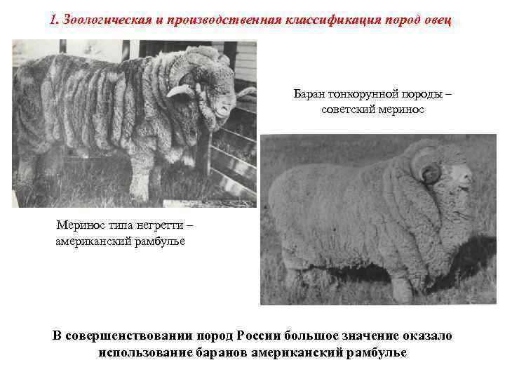 1. Зоологическая и производственная классификация пород овец Баран тонкорунной породы – советский меринос Меринос