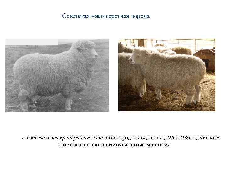Советская мясошерстная порода Кавказский внутрипородный тип этой породы создавался (1955 -1986 гг. ) методом