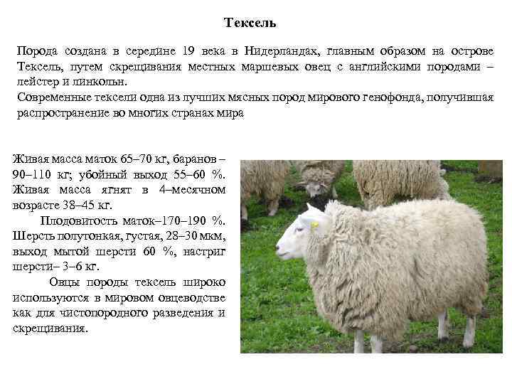 Тексель Порода создана в середине 19 века в Нидерландах, главным образом на острове Тексель,