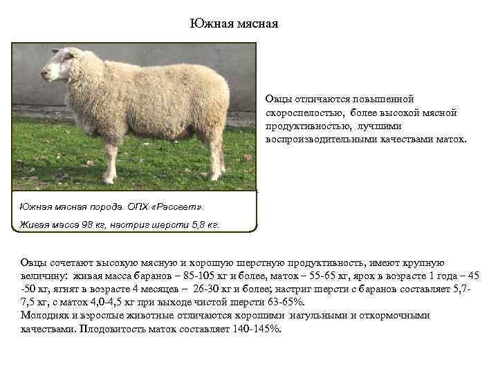 Какой вес барана. Южная мясная порода овец характеристика. Мясная продуктивность породы овец. Характеристика пород Баранов. Описание ягнят породы Тексель.
