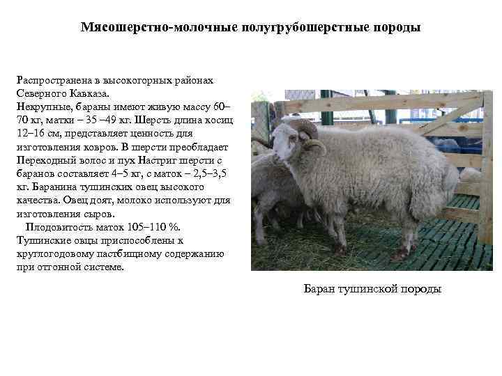 Мясошерстно-молочные полугрубошерстные породы Распространена в высокогорных районах Северного Кавказа. Некрупные, бараны имеют живую массу