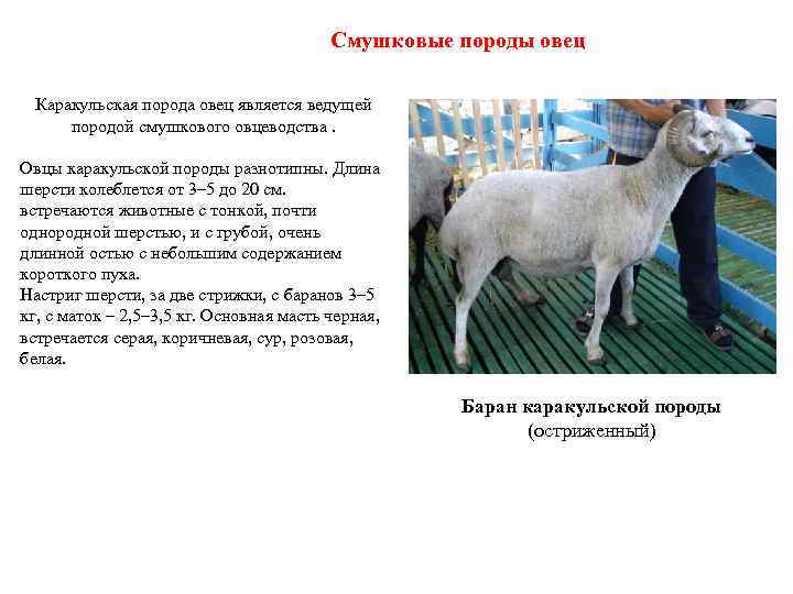 Смушковые породы овец Каракульская порода овец является ведущей породой смушкового овцеводства. Овцы каракульской породы