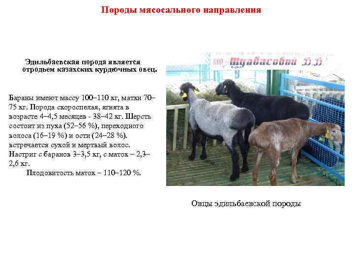 Породы мясосального направления Эдильбаевская порода является отродьем казахских курдючных овец. Бараны имеют массу 100–