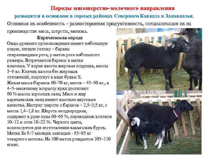 Породы мясошерстно-молочного направления разводятся в основном в горных районах Северного Кавказа и Закавказья. Основная