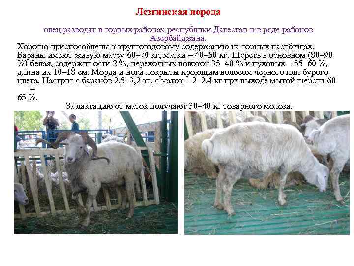 Лезгинская порода овец разводят в горных районах республики Дагестан и в ряде районов Азербайджана.