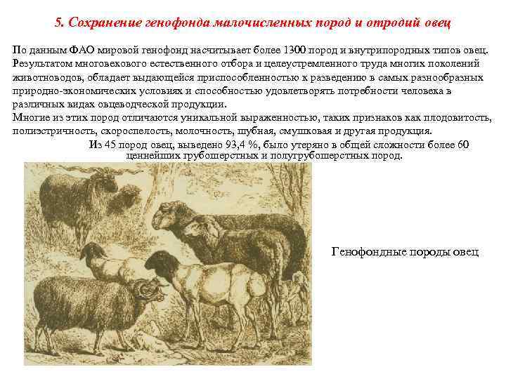 5. Сохранение генофонда малочисленных пород и отродий овец По данным ФАО мировой генофонд насчитывает