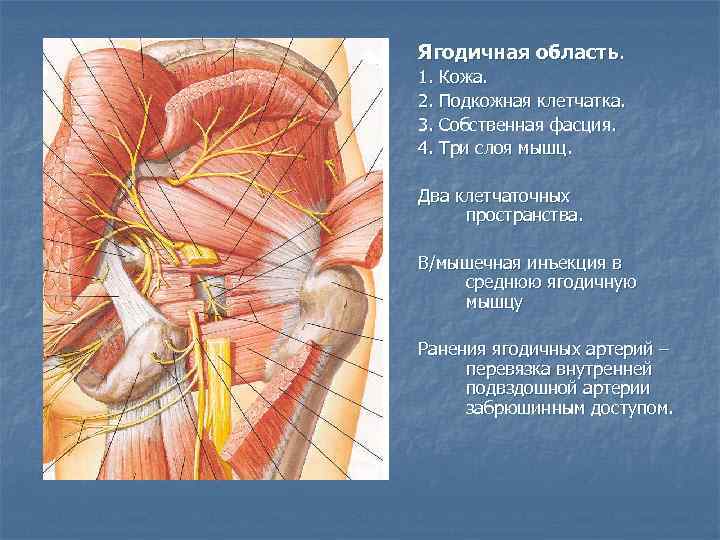 Ягодичная область. 1. Кожа. 2. Подкожная клетчатка. 3. Собственная фасция. 4. Три слоя мышц.