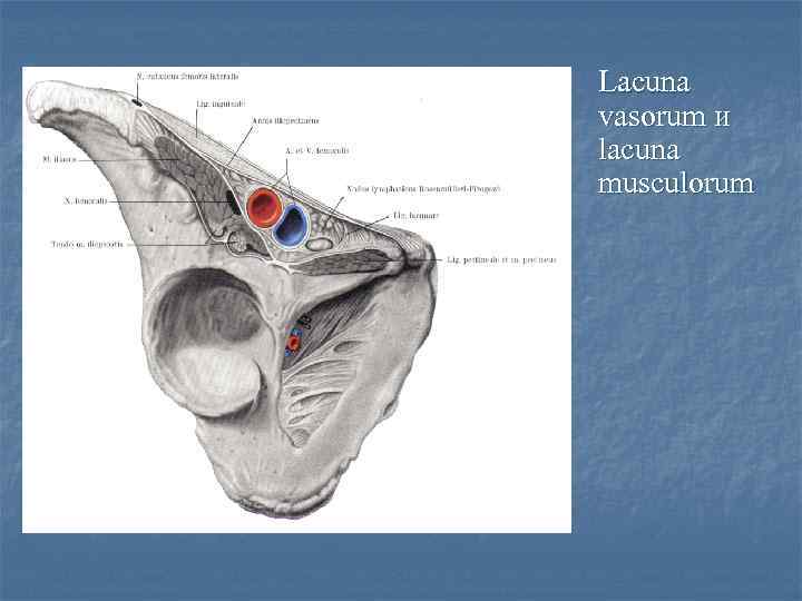 Lacuna vasorum и lacuna musculorum 