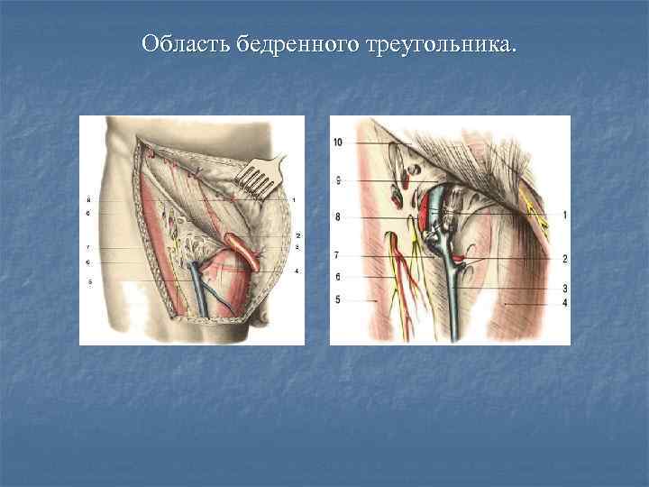 Область бедренного треугольника. 