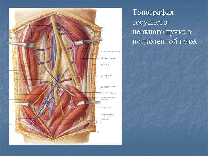 Топография сосудистонервного пучка в подколенной ямке. 