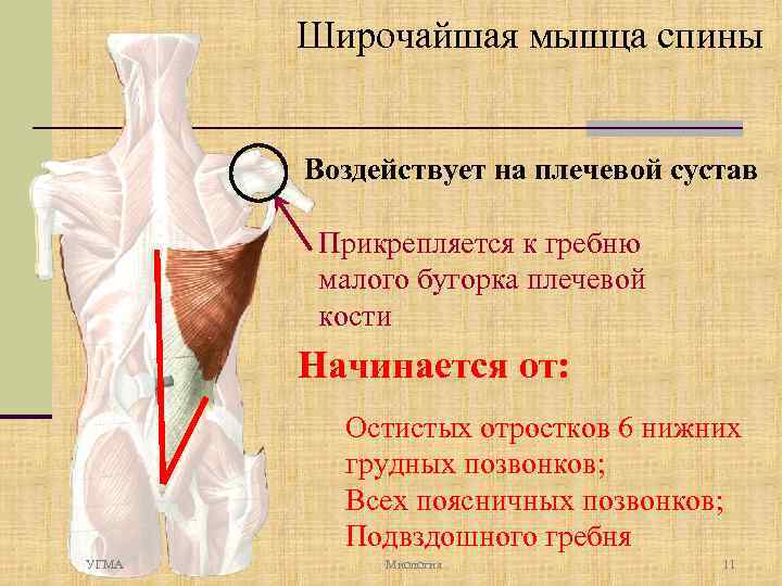 Широчайшая мышца спины Воздействует на плечевой сустав Прикрепляется к гребню малого бугорка плечевой кости