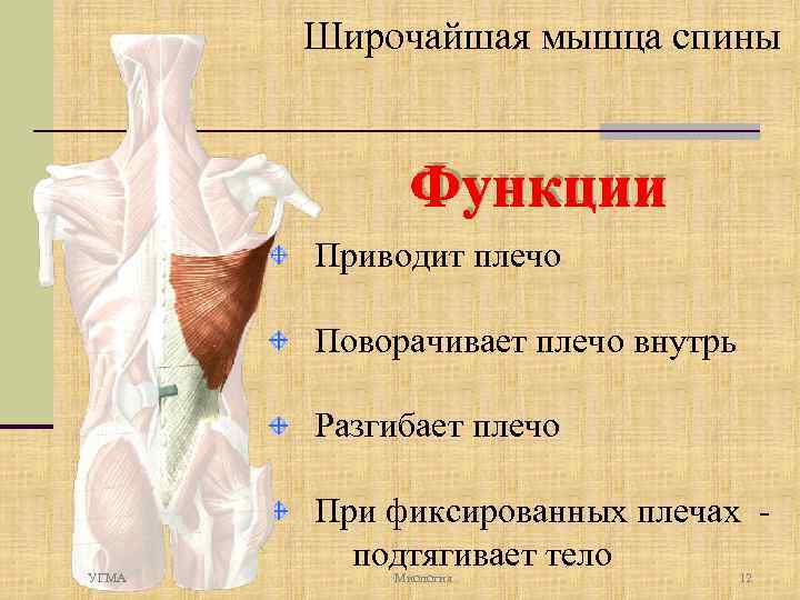 Широчайшая мышца спины Функции Приводит плечо Поворачивает плечо внутрь Разгибает плечо УГМА При фиксированных