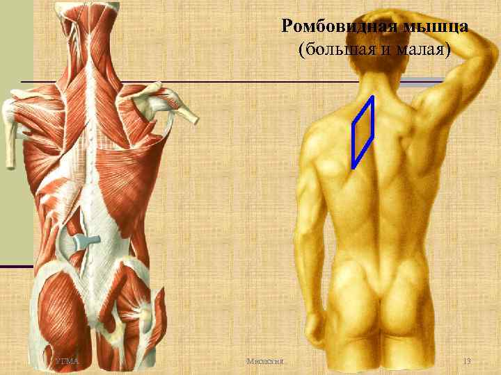 Ромбовидная мышца (большая и малая) УГМА Миология 13 