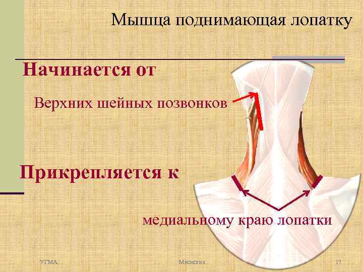 Мышца поднимающая лопатку картинка