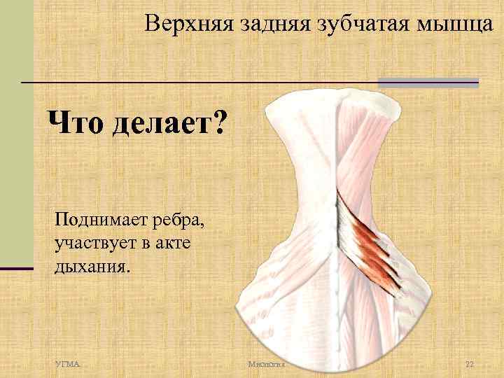 Верхняя задняя зубчатая мышца Что делает? Поднимает ребра, участвует в акте дыхания. УГМА Миология