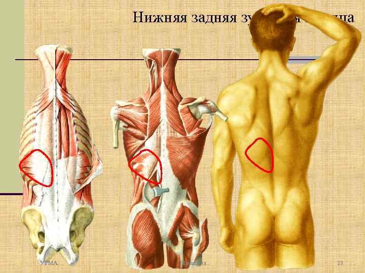 Нижняя задняя зубчатая мышца УГМА Миология 23 