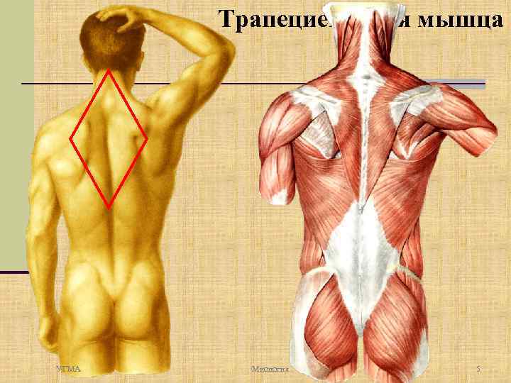 Трапециевидная мышца УГМА Миология 5 