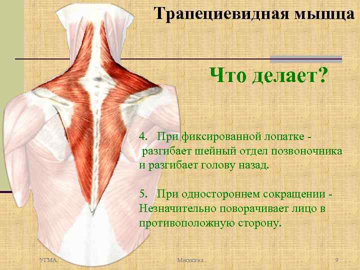 Трапециевидная мышца Что делает? 4. При фиксированной лопатке разгибает шейный отдел позвоночника и разгибает