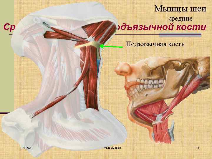 Мышцы шеи средние Средние, или мышцы подъязычной кости Подъязычная кость УГМА Мышцы шеи 11