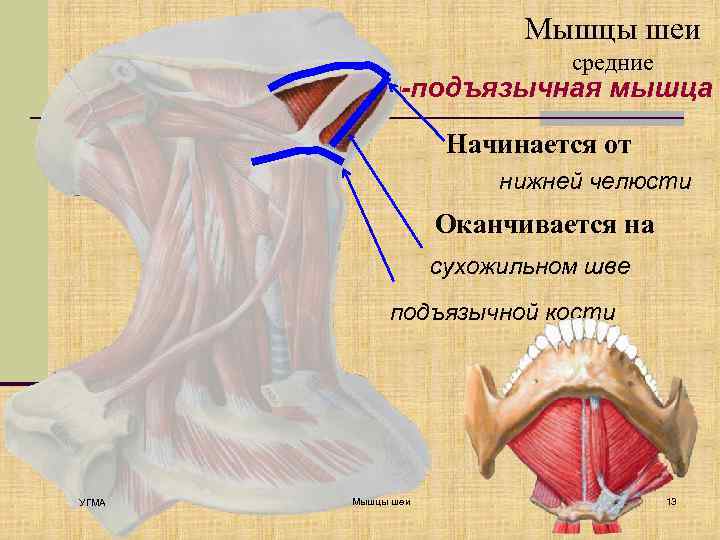 Мышцы шеи средние Челюстно-подъязычная мышца Начинается от нижней челюсти Оканчивается на сухожильном шве подъязычной