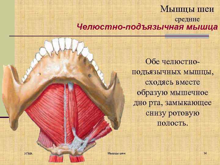 Мышцы шеи средние Челюстно-подъязычная мышца Обе челюстноподъязычных мышцы, сходясь вместе образую мышечное дно рта,