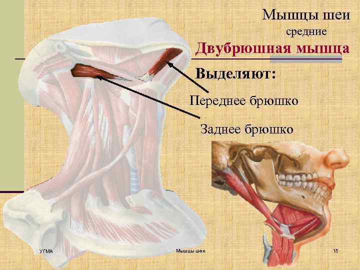 Мышцы шеи средние Двубрюшная мышца Выделяют: Переднее брюшко Заднее брюшко УГМА Мышцы шеи 15