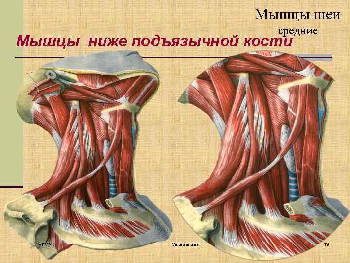 Мышцы шеи средние Мышцы ниже подъязычной кости УГМА Мышцы шеи 19 