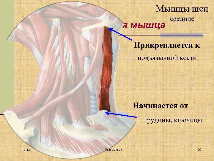 Мышцы шеи Грудино-подъязычная мышца средние Прикрепляется к подъязычной кости Начинается от грудины, ключицы УГМА