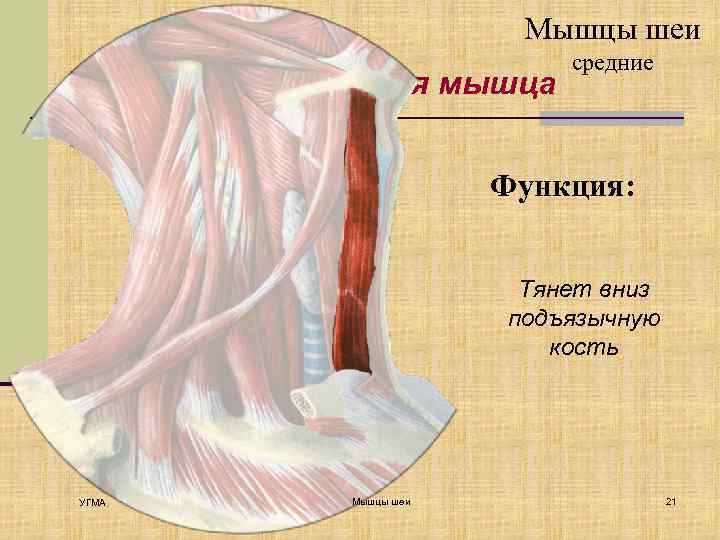 Мышцы шеи Грудино-подъязычная мышца средние Функция: Тянет вниз подъязычную кость УГМА Мышцы шеи 21