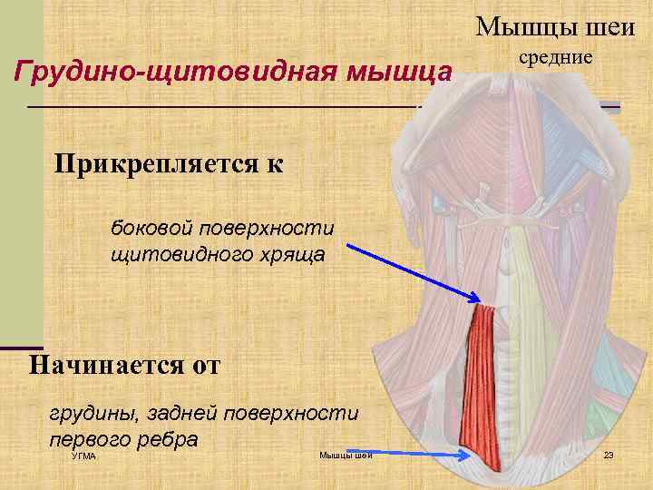Мышцы шеи Грудино-щитовидная мышца средние Прикрепляется к боковой поверхности щитовидного хряща Начинается от грудины,