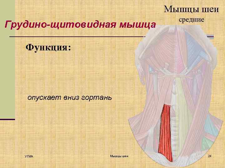 Мышцы шеи Грудино-щитовидная мышца средние Функция: опускает вниз гортань УГМА Мышцы шеи 24 