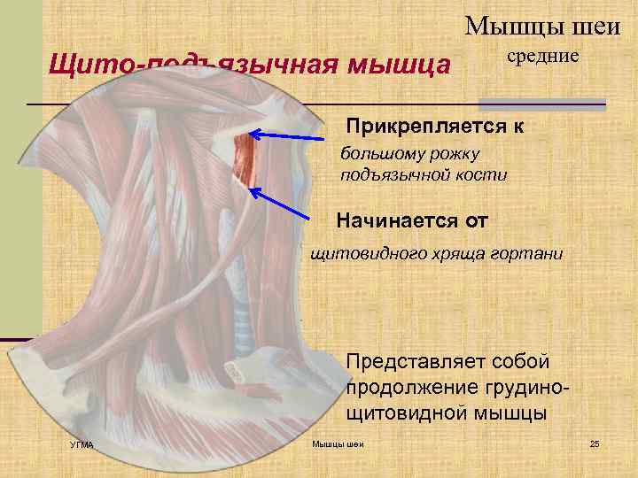 Мышцы шеи Щито-подъязычная мышца средние Прикрепляется к большому рожку подъязычной кости Начинается от щитовидного