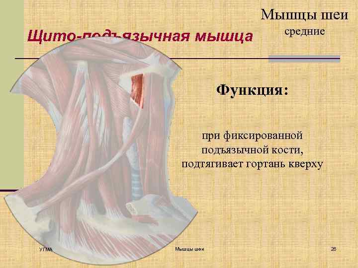 Мышцы шеи Щито-подъязычная мышца средние Функция: при фиксированной подъязычной кости, подтягивает гортань кверху УГМА