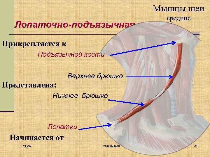 Мышцы шеи средние Лопаточно-подъязычная мышца Прикрепляется к Подъязычной кости Верхнее брюшко Представлена: Нижнее брюшко