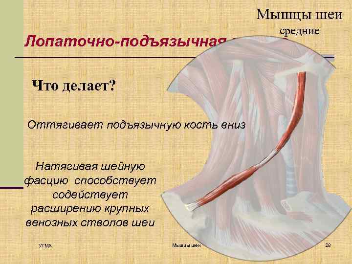 Мышцы шеи средние Лопаточно-подъязычная мышца Что делает? Оттягивает подъязычную кость вниз Натягивая шейную фасцию
