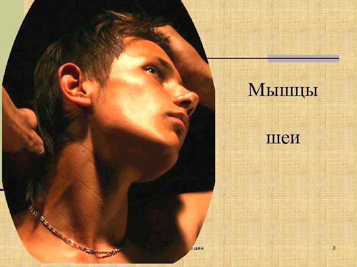 Мышцы шеи УГМА Мышцы шеи 3 