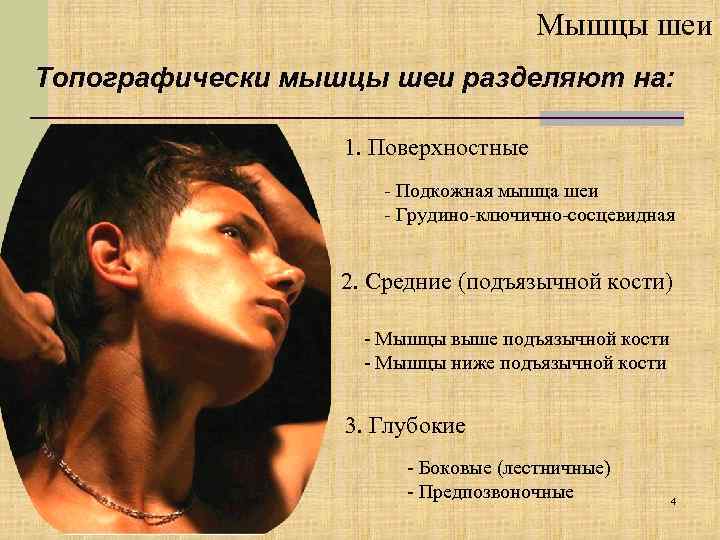 Мышцы шеи Топографически мышцы шеи разделяют на: 1. Поверхностные - Подкожная мышца шеи -