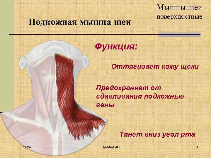 Мышцы шеи Подкожная мышца шеи поверхностные Функция: Оттягивает кожу щеки Предохраняет от сдавливания подкожные