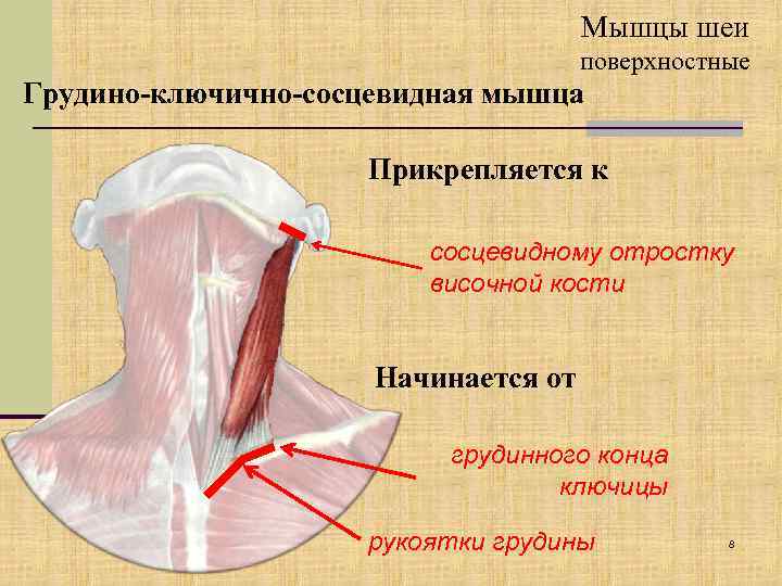 Мышцы шеи поверхностные Грудино-ключично-сосцевидная мышца Прикрепляется к сосцевидному отростку височной кости Начинается от грудинного